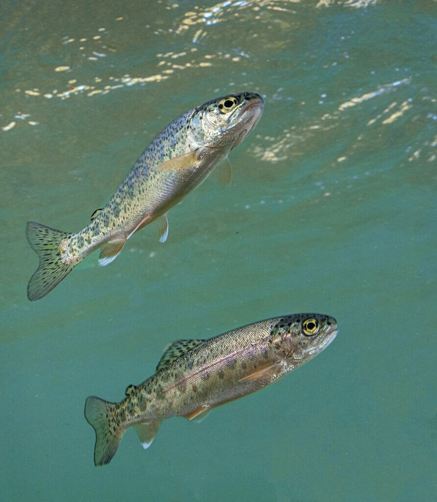 Two tiny steelhead swim underwater in the Elwha