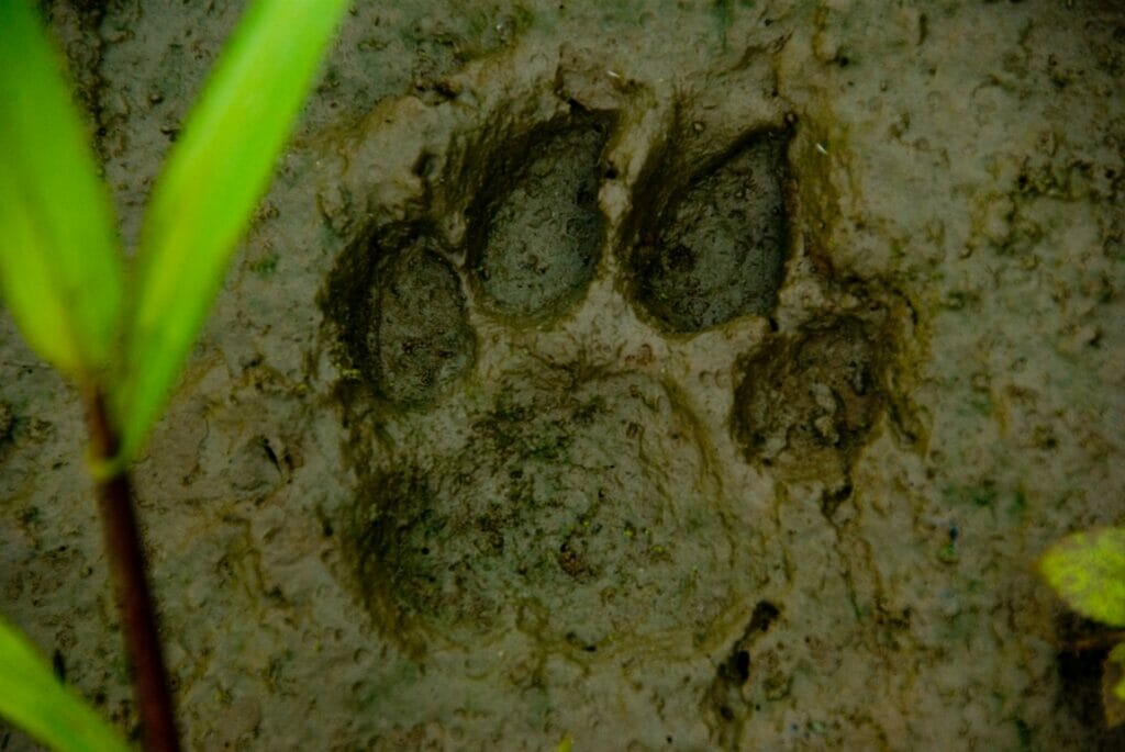 Close up photo of Jaguar paw print in the mud