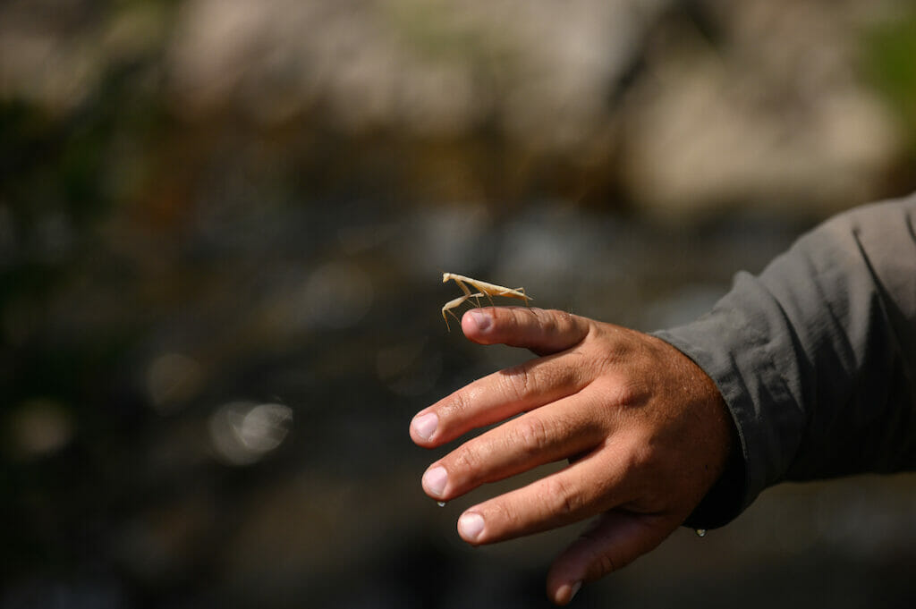 Praying mantis perches on a man's finger