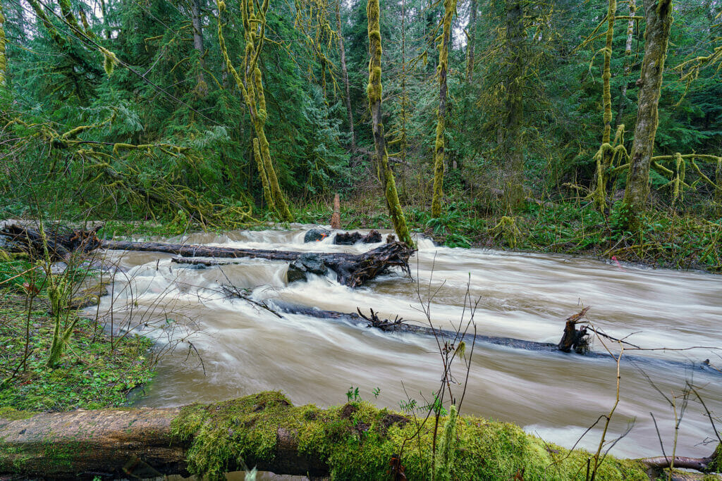 A rushing river withe fallen trees
