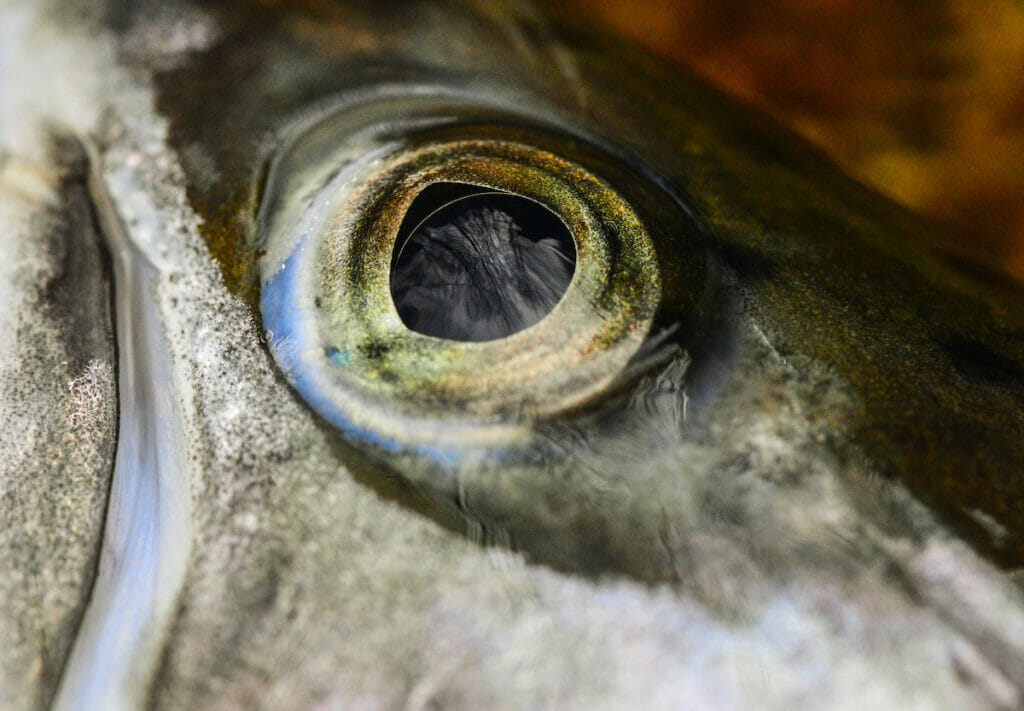 Close up of a fish's eye reflecting tree branches