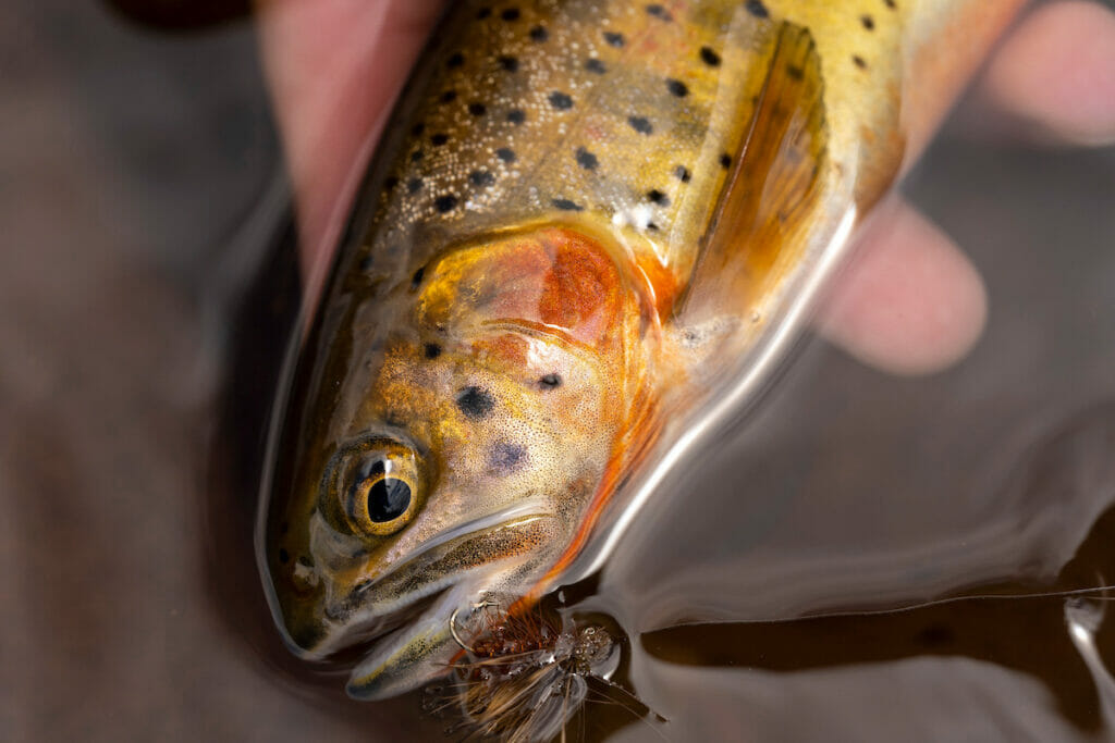 A small fish with a fly in its lip