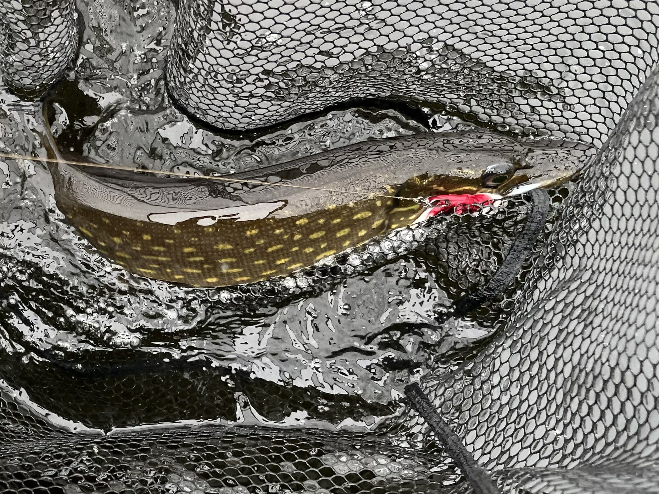 A fish in a net with a red fly in it's mouth