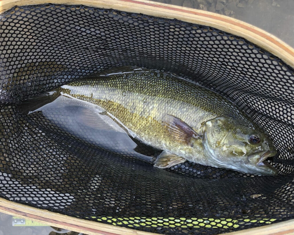 Smallmouth bass on a foam spider