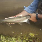 A man's hands shown releasing a fish into the water