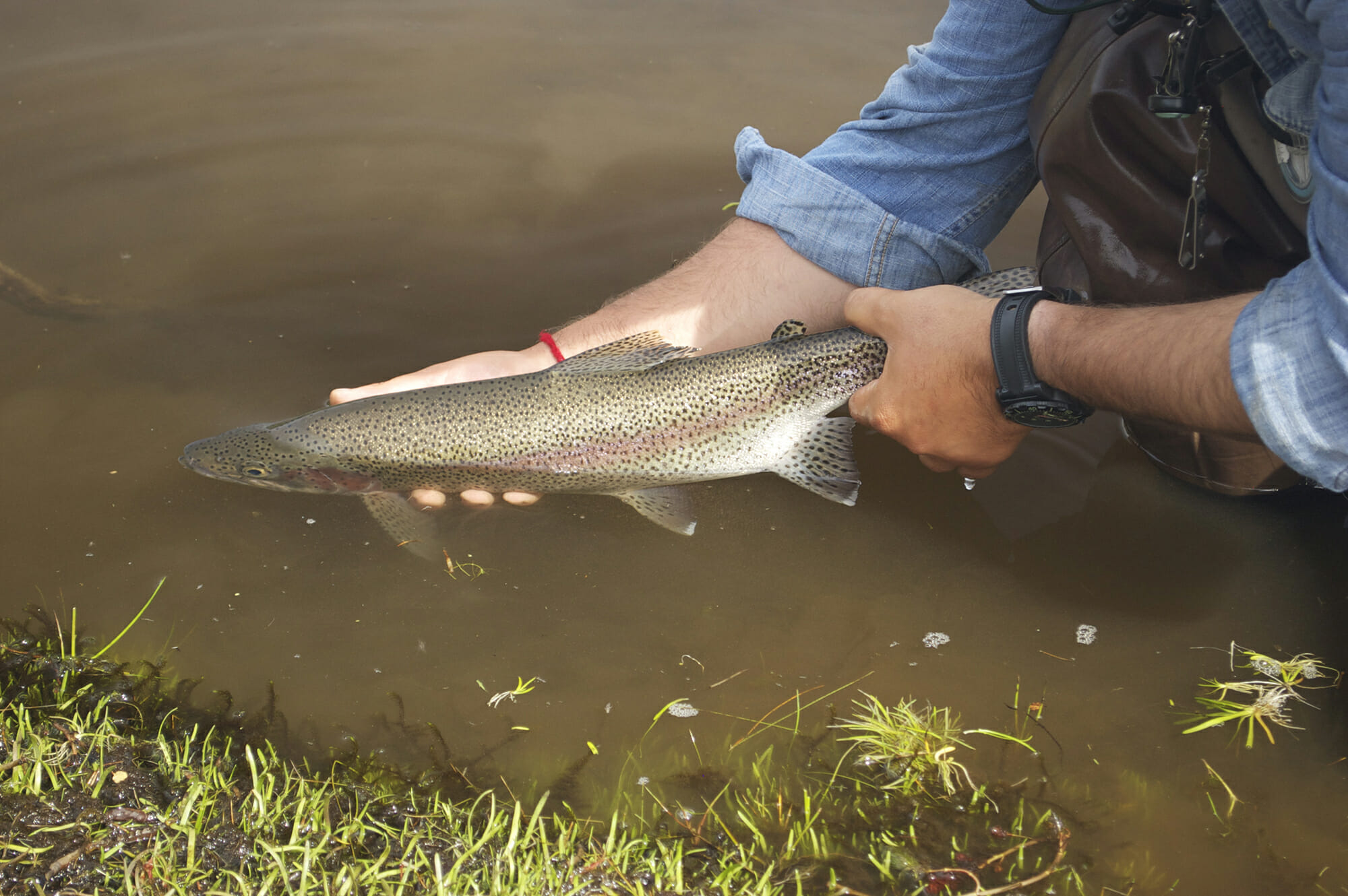 A man's hands shown releasing a fish into the water