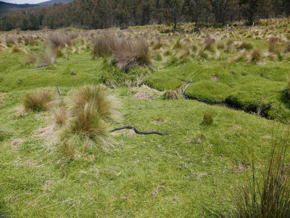 A thick grey snake slithers across a glen