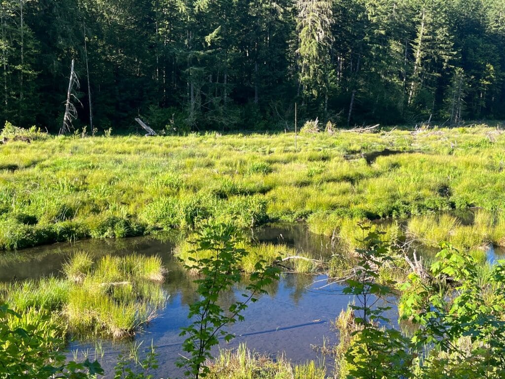 A shallow, almost still creek in a glen