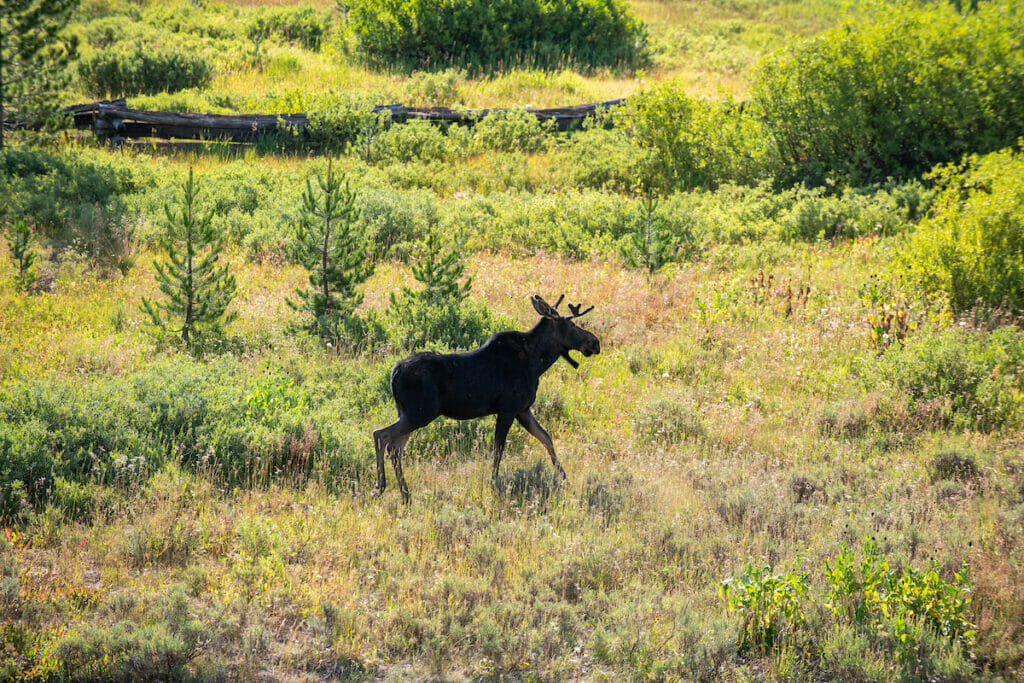 A young moose walks in a glen