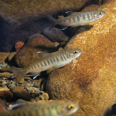 Three small fish in front of rocks