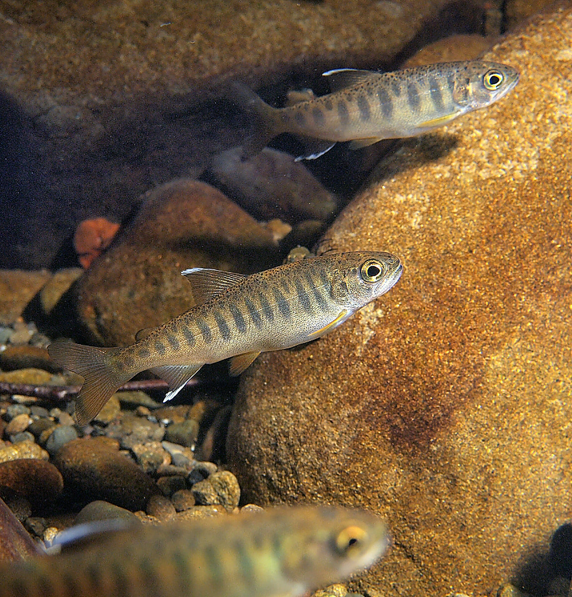 Three small fish in front of rocks