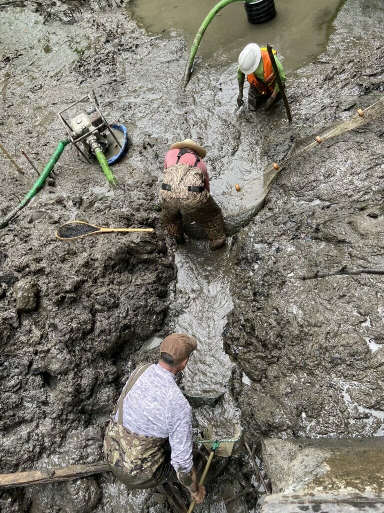 People in waders catch fish in a net in muddy water