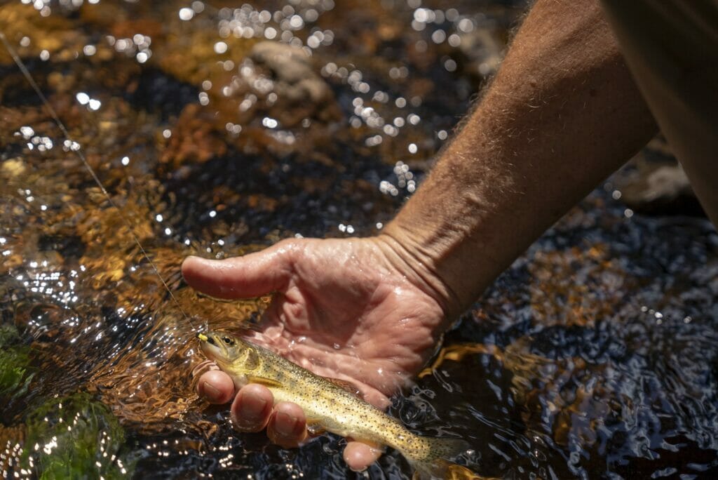 A small Apache trout with a fishing line in its mouth is held just above the water