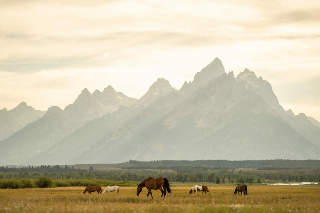 Horses grazing in a field and thinking about music with majestic mountains in the background 