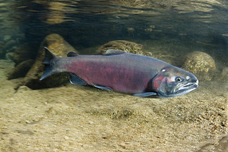 A grey and pink fish under water