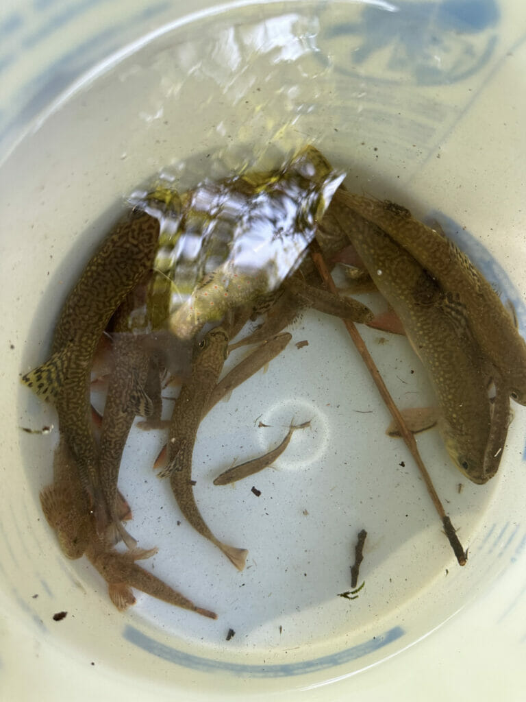 A bucket of small fish