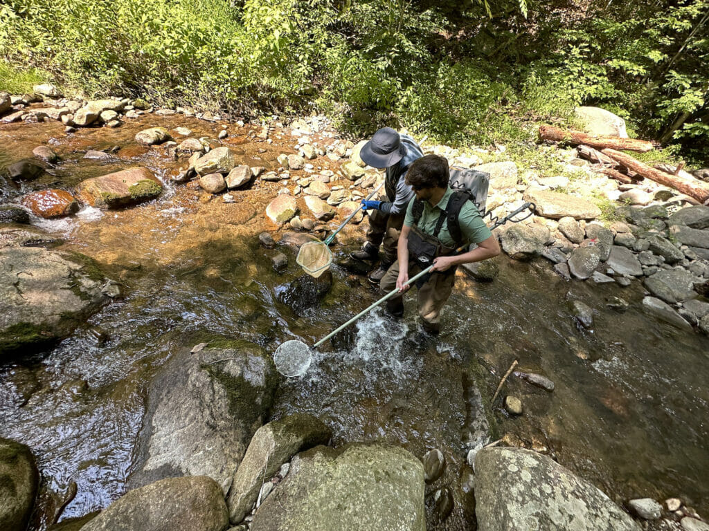 Two men with nets standing in a stream