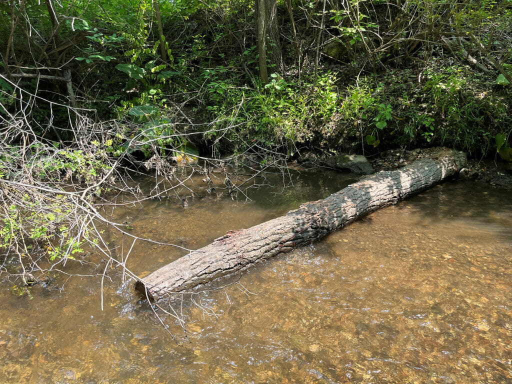 A log in a stream