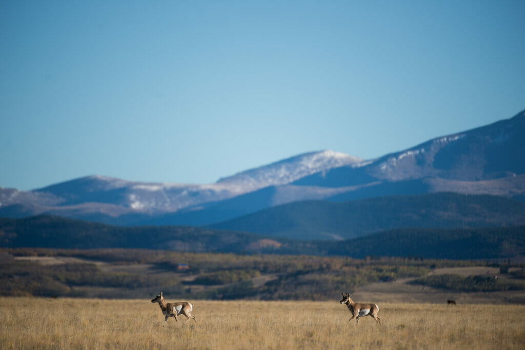 Two pronghorn antelope in a field with mountains in the background