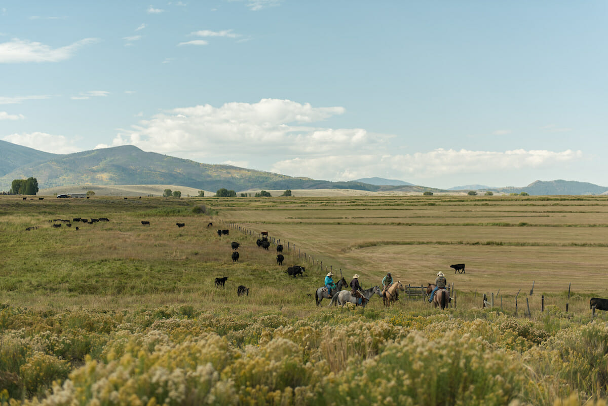 Cowboys along a fence line with cows and mountains in the background