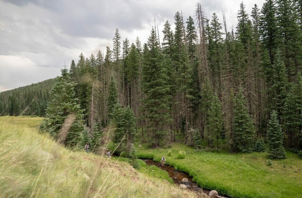 A field and woods divided by a small stream