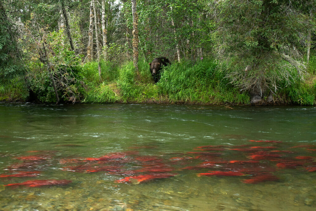 Dozens of trout in a stream with a bear watching