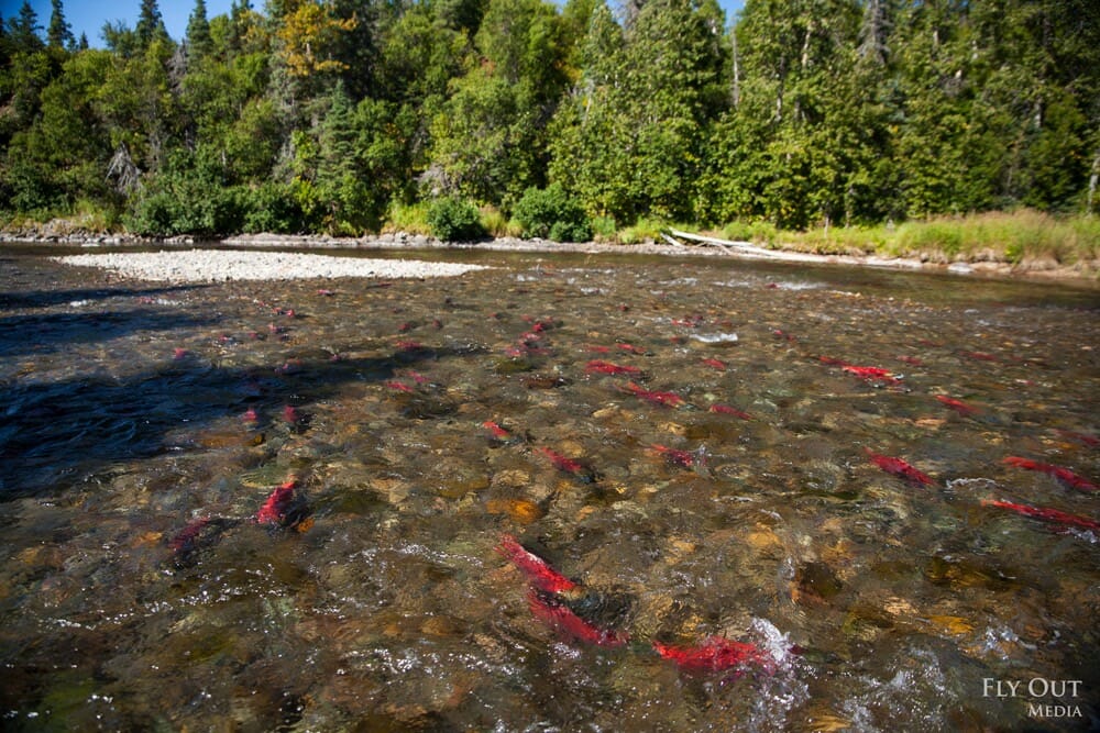 A shallow river with dozens of red fish near Bristol Bay