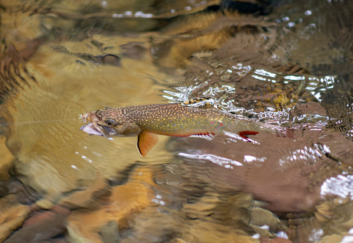 Small brook trout about to catch a fly