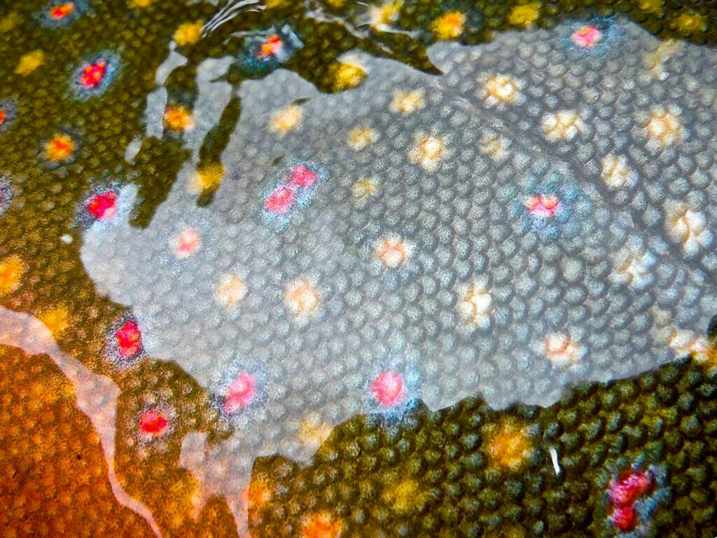 Close up view of pink and yellow fish eggs under water