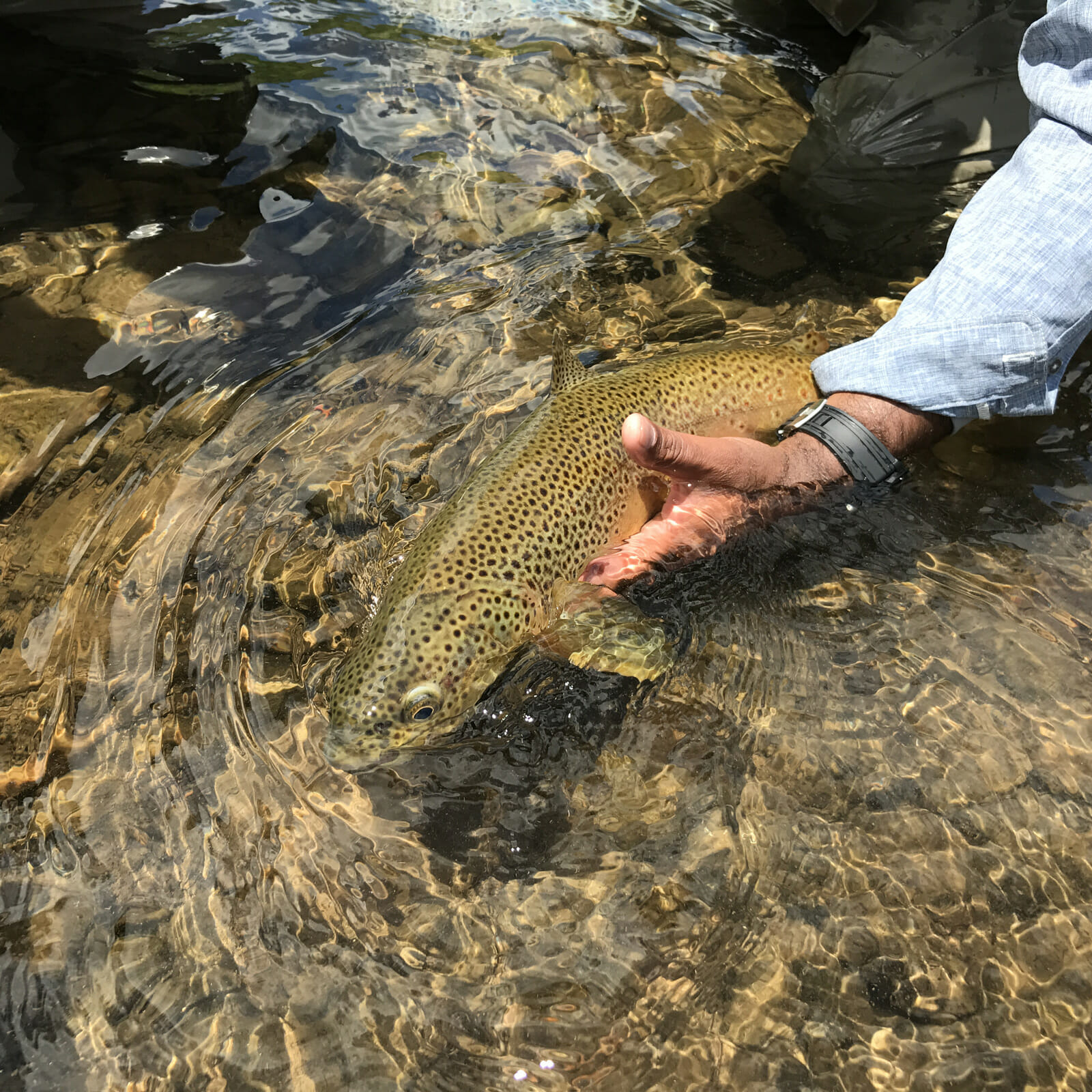 Man's hand holding a brown trout underwater