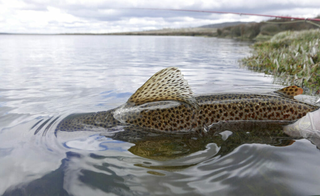 The True Cast - Barbless… It Isn't Just For Fish. - Trout Unlimited