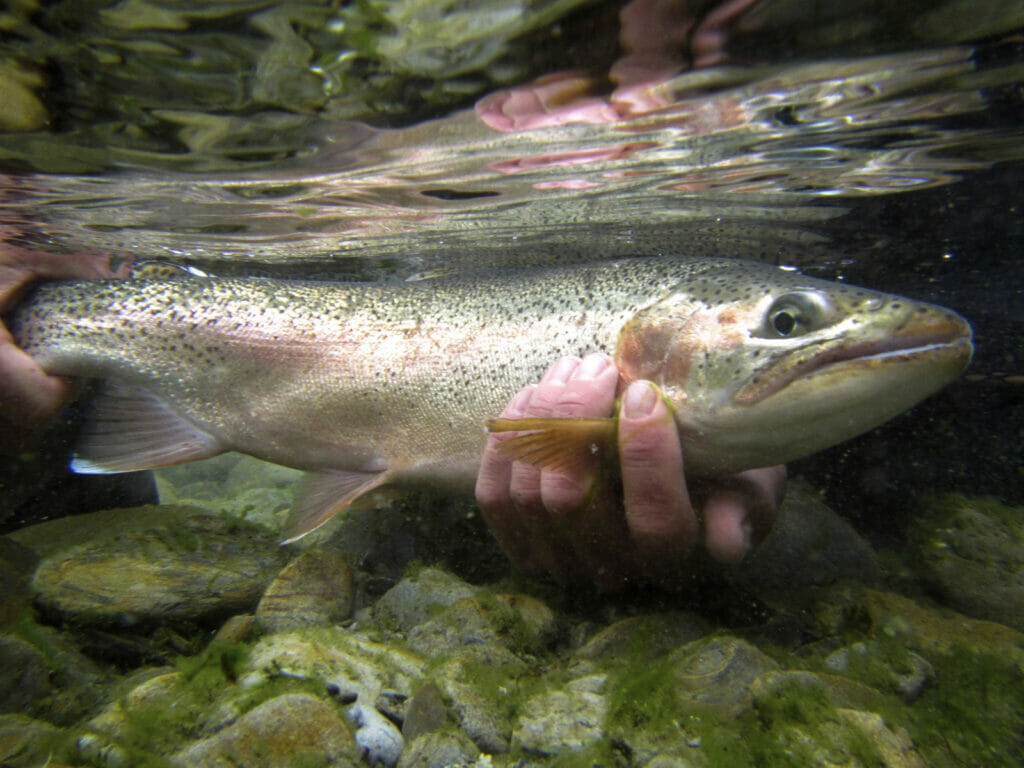 Hand holding underwater a rainbow trout
