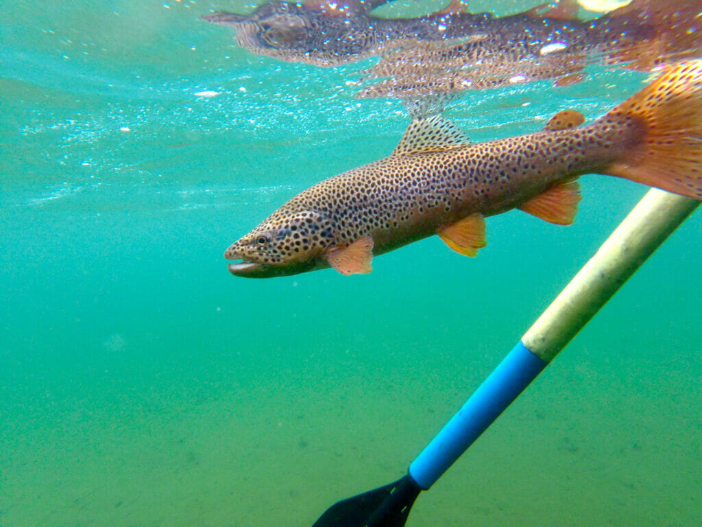 Rainbow trout swimming underwater next to an oar