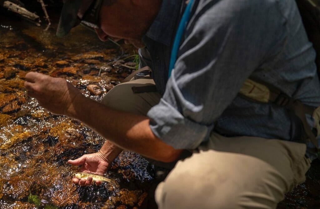 A man holds a small Apache trout underwater with fishing line caught in its mouth