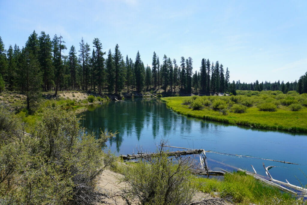 The bending of a river with evergreen trees in the background