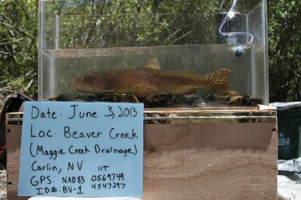 A trout in an aquarium