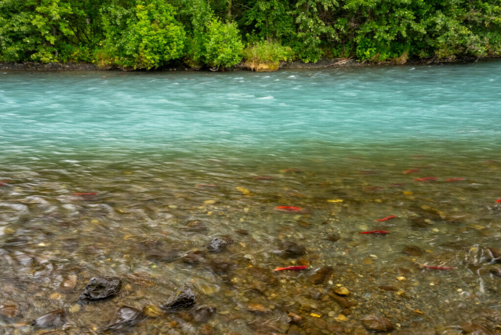 Bright red salmon swimming in a beautiful stream