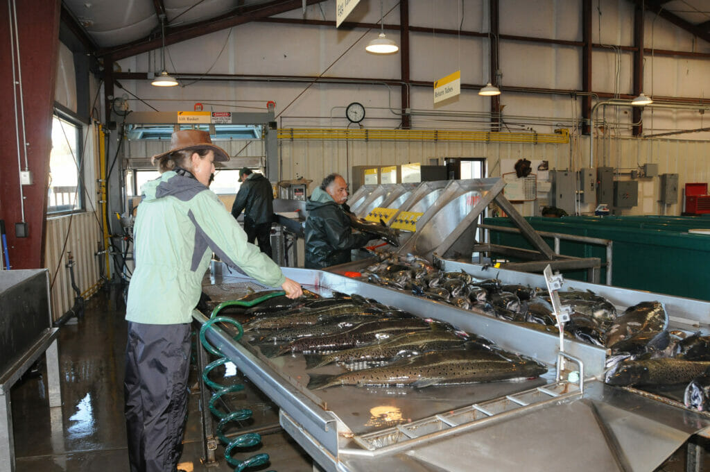 Woman hoses many salmon laying on metal trays
