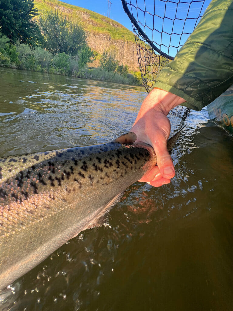 A hand holds the back half of a salmon at water level