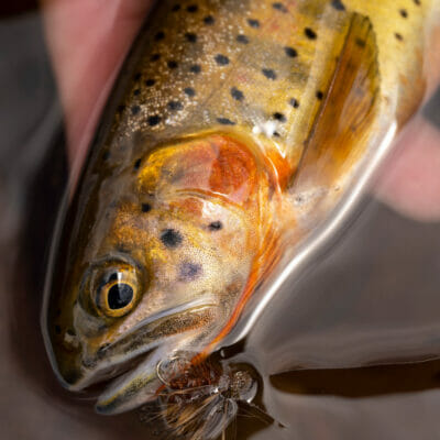 Close up of small fish with hook in its mouth