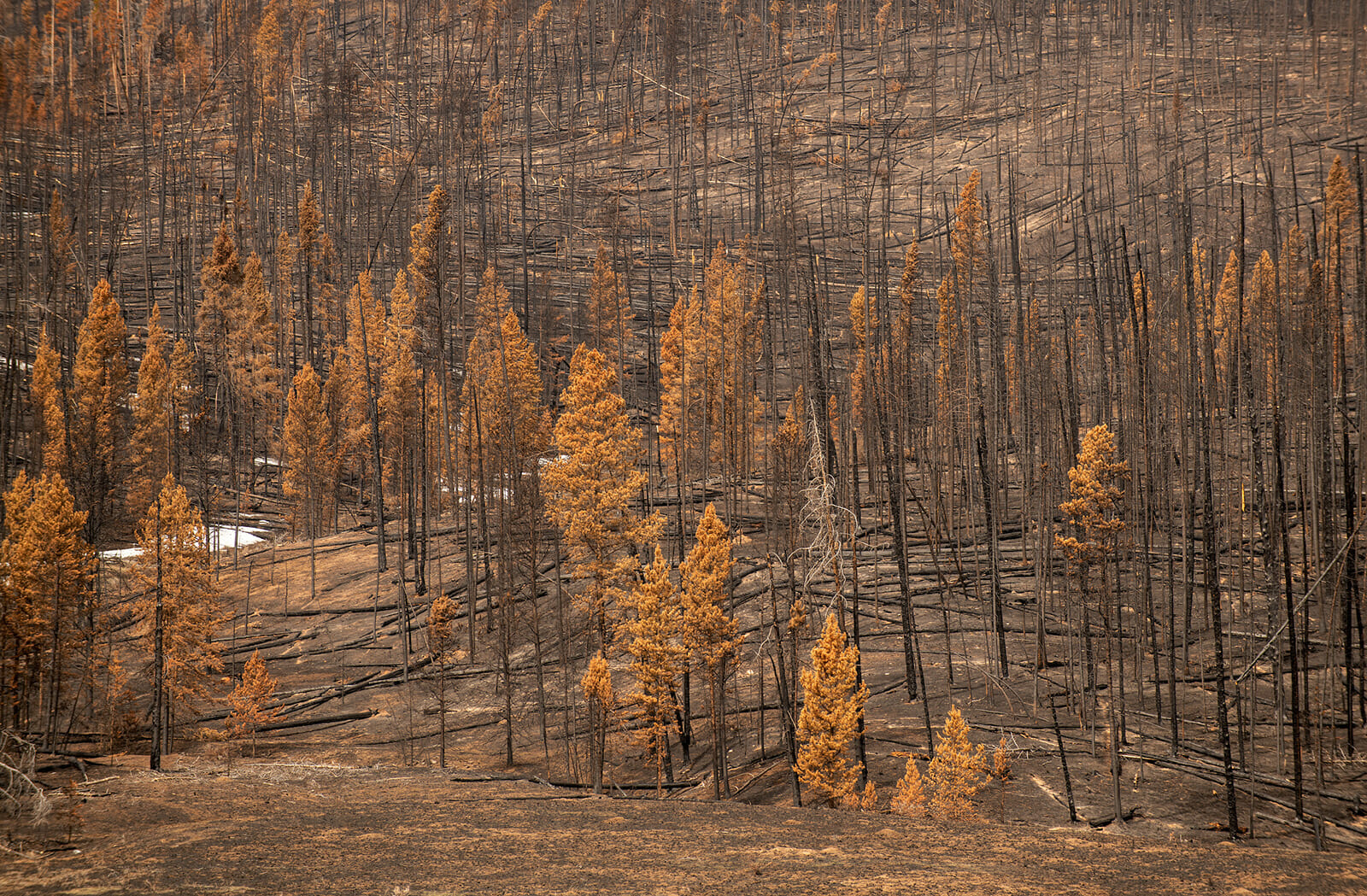 A forrest after a fire