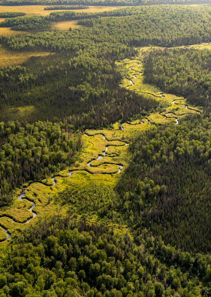 Areal view of winding stream in a forest