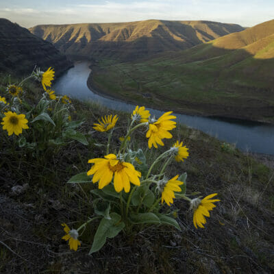 A river in the distance with flowers in the foreground