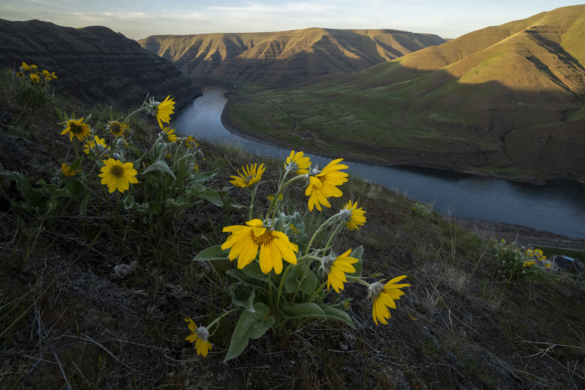 A river in the distance with flowers in the foreground