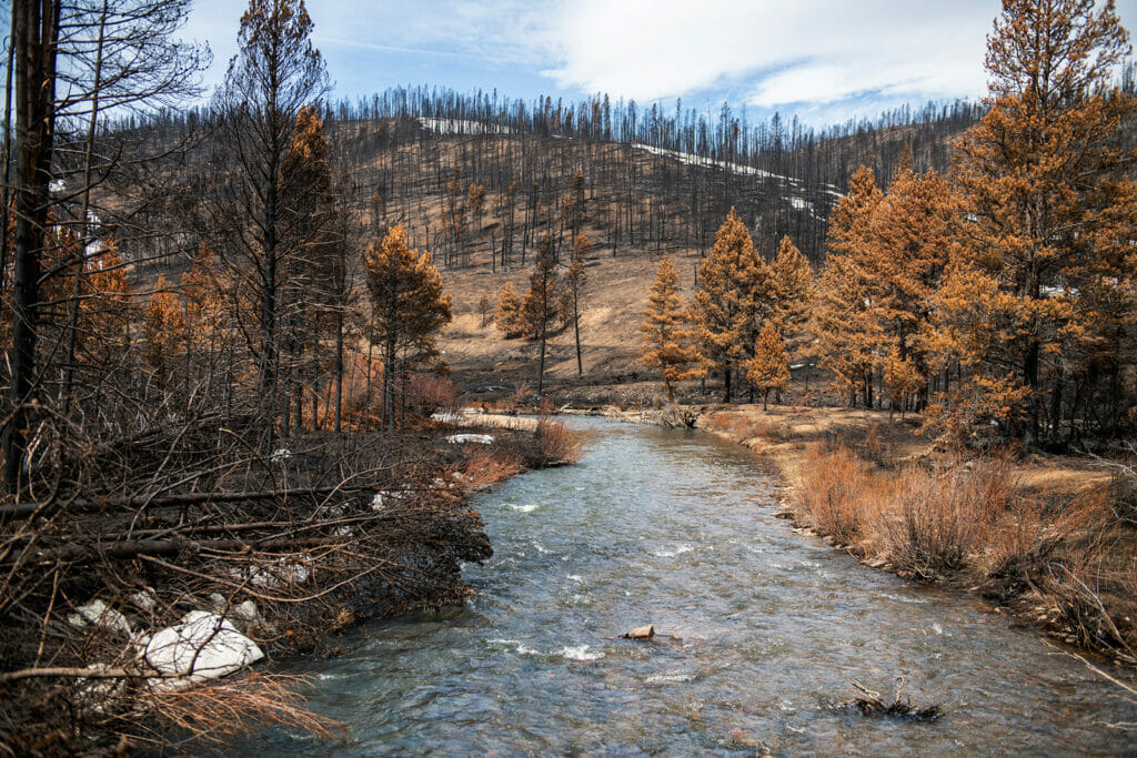 A mountain hill of burnt trees from wildfire