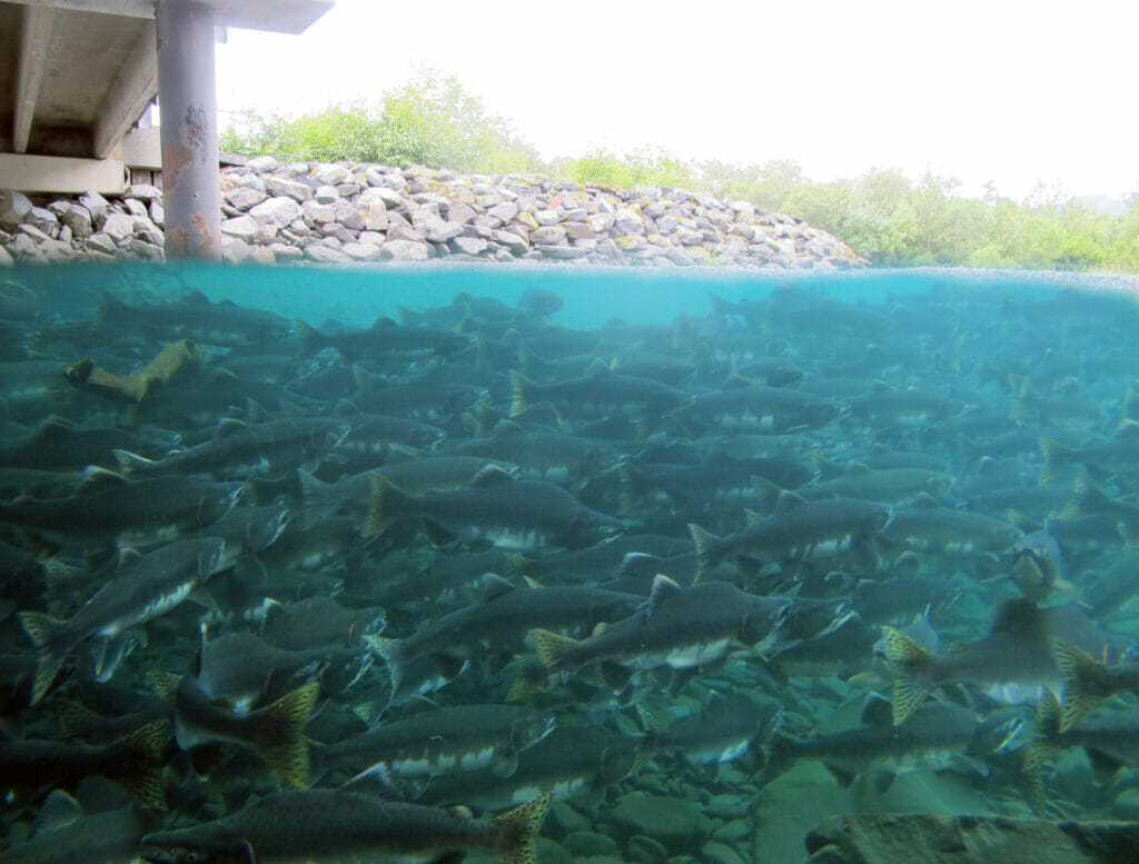 https://www.tu.org/wp-content/uploads/2023/09/USFWS-Alaska-pink-salmon-1024x777.jpg