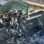 Dozens of small Chinook salmon being moved from a net into a tank of water