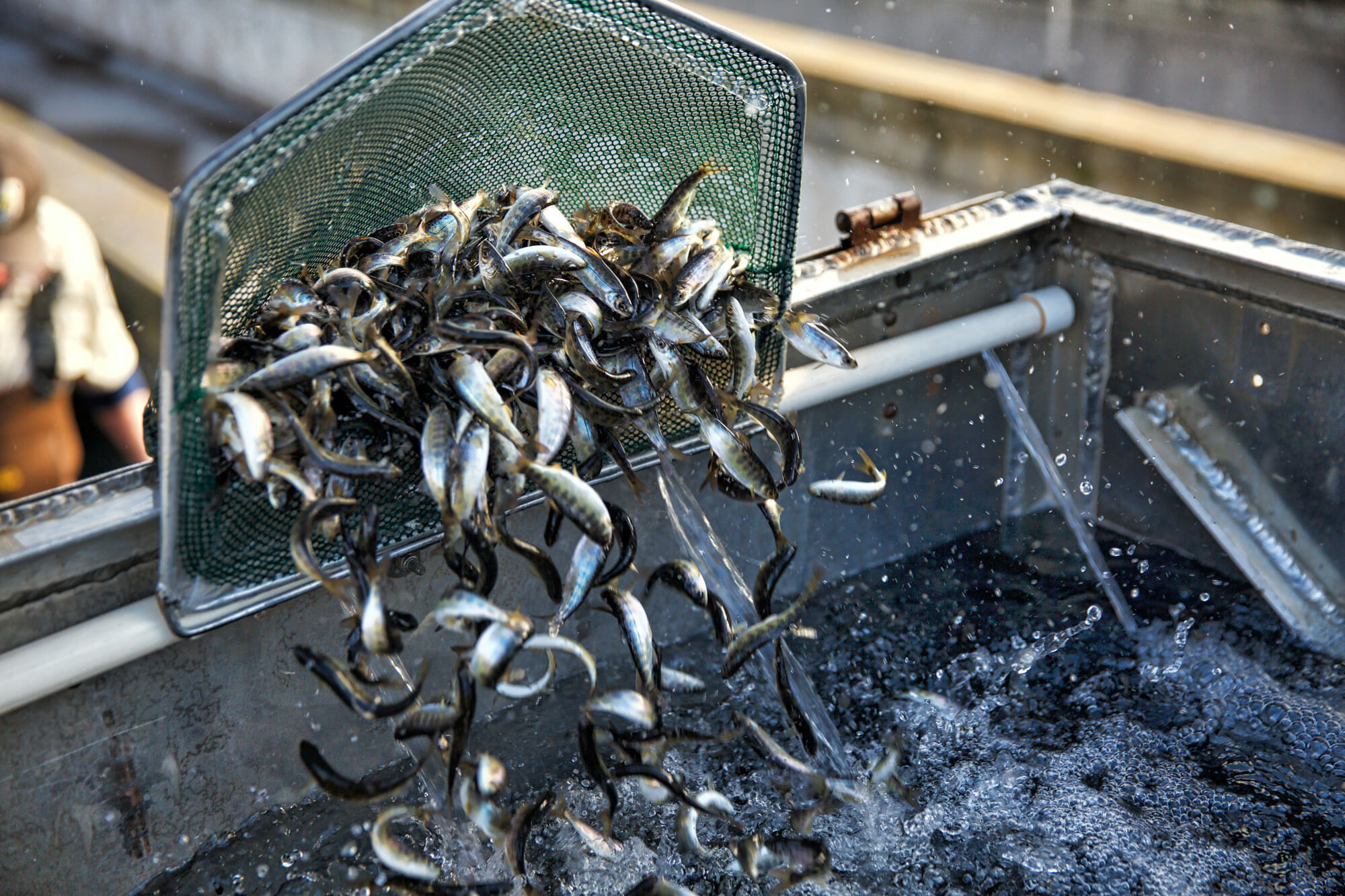 Dozens of small Chinook salmon being moved from a net into a tank of water