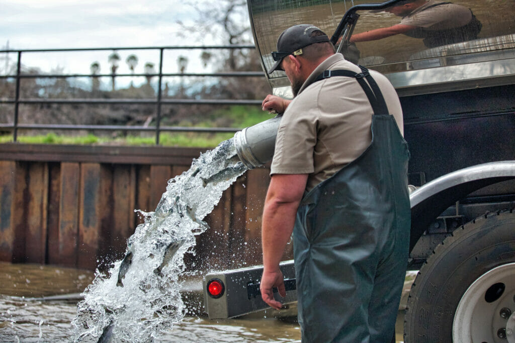 Man in overalls opens a spigot releasing water and steelhead into a river.