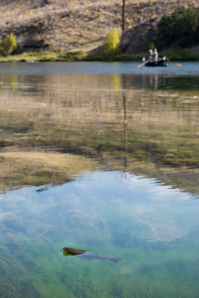 A trout in the foreground and a boat with two fishers in the distance